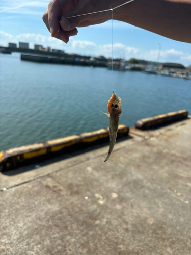 マハゼの釣果