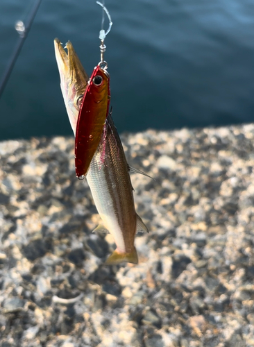 カマスの釣果