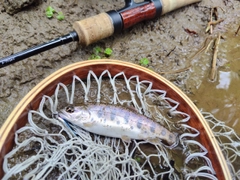 ヤマメの釣果