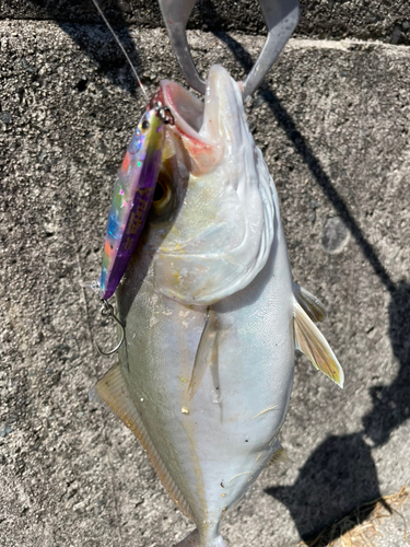 ショゴの釣果