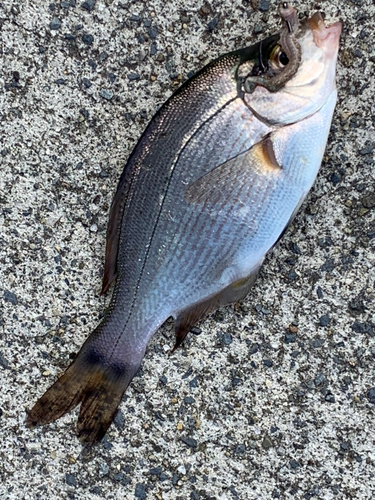 ウミタナゴの釣果