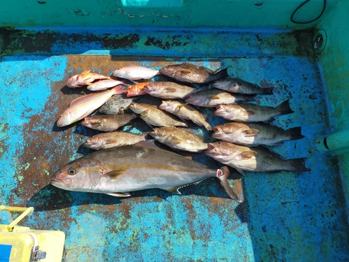 カンパチの釣果