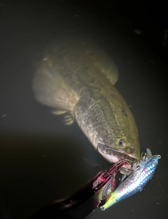 ライギョの釣果