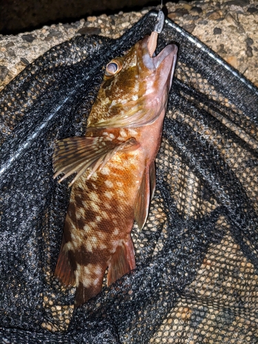 タケノコメバルの釣果