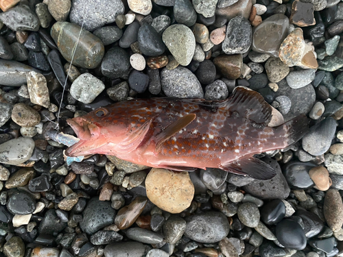 キジハタの釣果