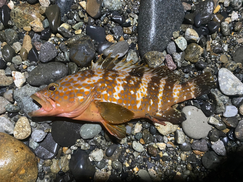 キジハタの釣果