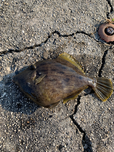 カワハギの釣果