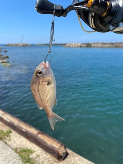 タイの釣果