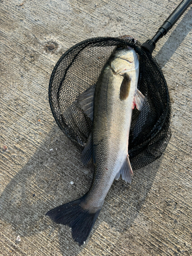 スズキの釣果