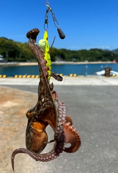 マダコの釣果