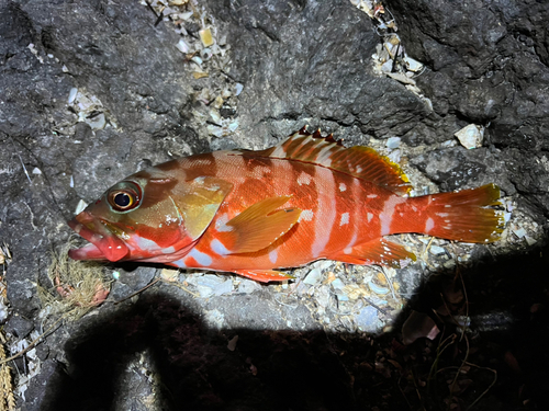 アカハタの釣果