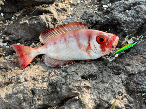 ホウセキキントキの釣果