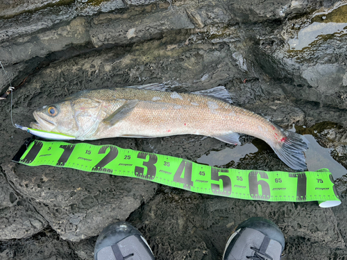 マルスズキの釣果