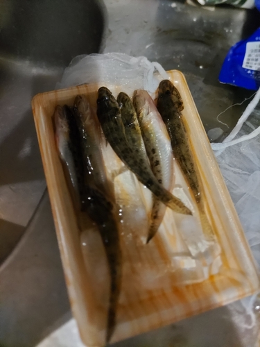 マハゼの釣果