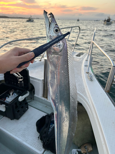 タチウオの釣果