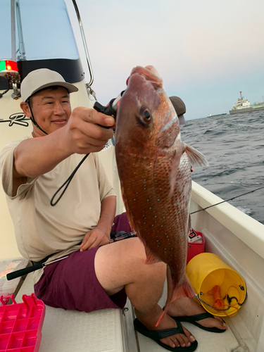 マダイの釣果