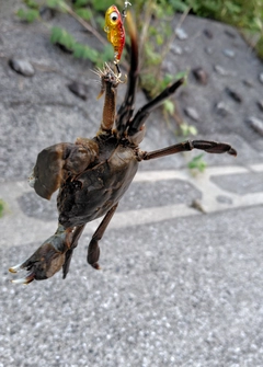 モクズガニの釣果