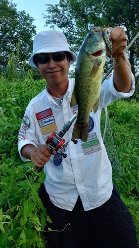 ブラックバスの釣果