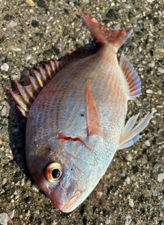 チダイの釣果