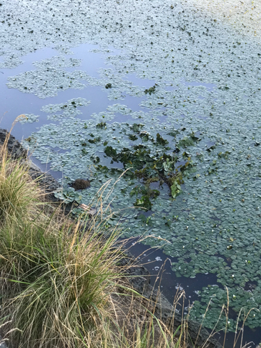 ライギョの釣果