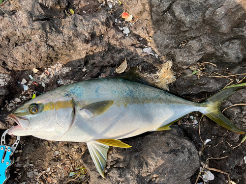 ヒラマサの釣果