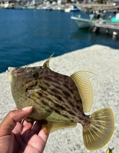 カワハギの釣果