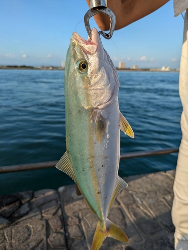 ワカシの釣果