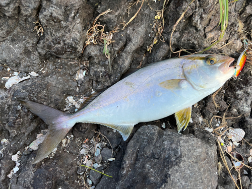 ショゴの釣果