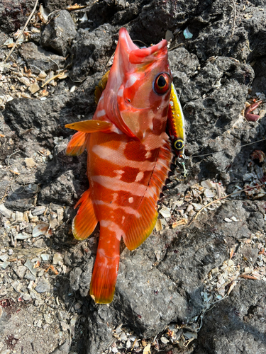 アカハタの釣果