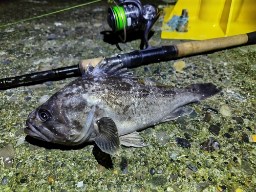 クロソイの釣果