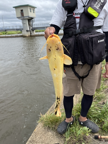 ナマズの釣果