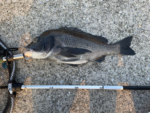 クロダイの釣果