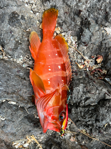 アカハタの釣果