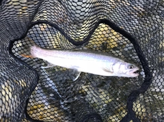 イワナの釣果