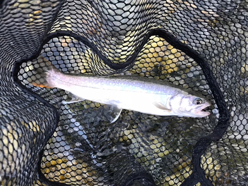 イワナの釣果