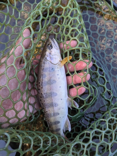 アマゴの釣果