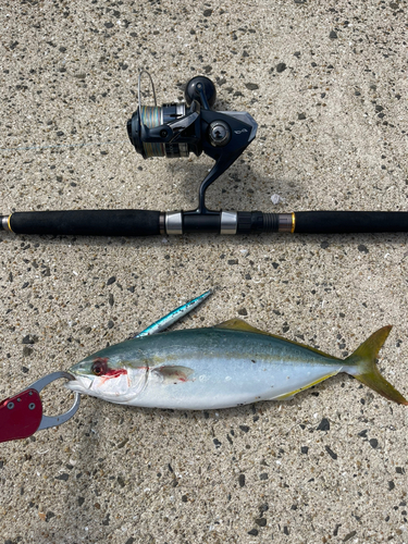 ヤズの釣果