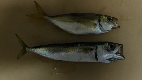 サバの釣果