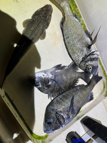 クロダイの釣果