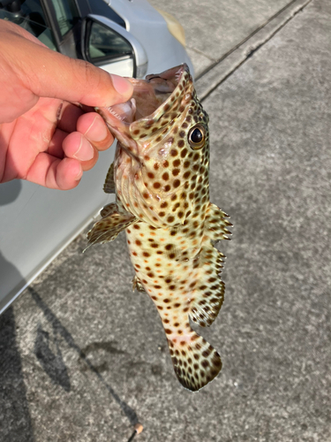 イシガキハタの釣果