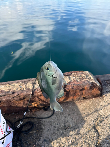 メジナの釣果