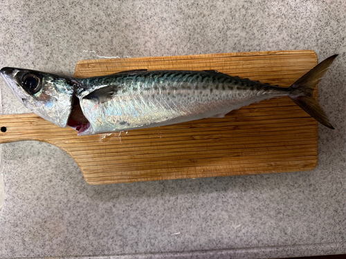 サバの釣果