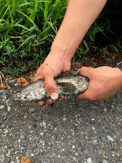 ライギョの釣果