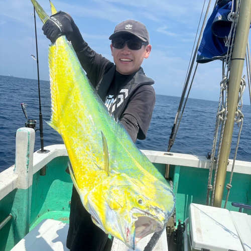 カツオの釣果