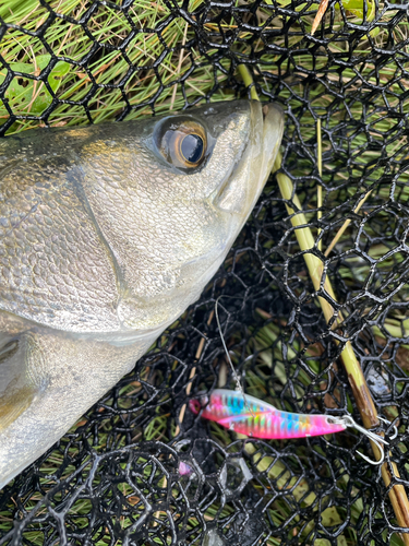 シーバスの釣果