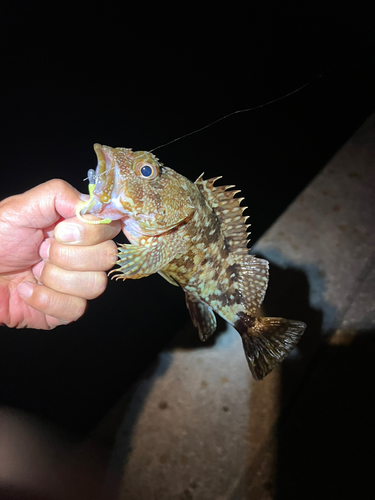 カサゴの釣果