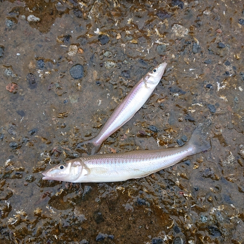 キスの釣果