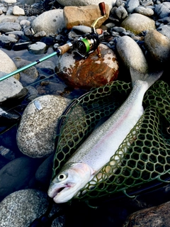 ニジマスの釣果