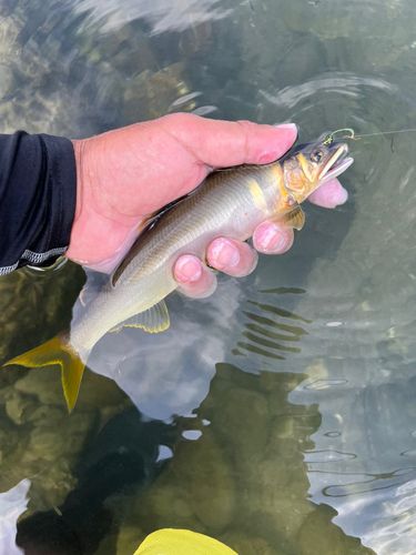 アユの釣果