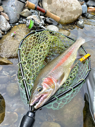 ニジマスの釣果